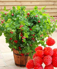 Fructe de balcon Fructe de balcon