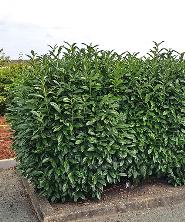 Plante de gard viu Plante de gard viu